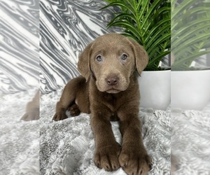 Labrador Retriever Puppy for sale in GREENWOOD, IN, USA