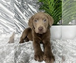 Small Labrador Retriever