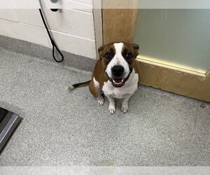 American Pit Bull Terrier-Unknown Mix Dogs for adoption in Fort Collins, CO, USA