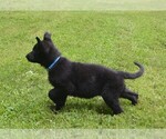 Small Photo #3 German Shepherd Dog Puppy For Sale in POWDER SPRINGS, GA, USA