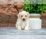 Puppy Dixie Maltipoo