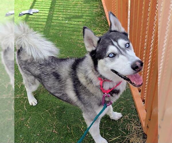 Medium Photo #1 Siberian Husky-Unknown Mix Puppy For Sale in Las Vegas, NV, USA