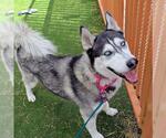 Small Siberian Husky Mix