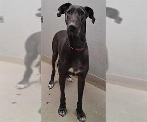 Great Dane-Unknown Mix Dogs for adoption in Las Vegas, NV, USA