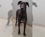 Small Great Dane Mix