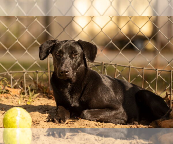 Medium Photo #4 Labrador Retriever-Unknown Mix Puppy For Sale in oakland, FL, USA