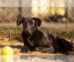 Small #3 Labrador Retriever Mix