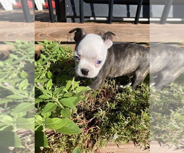 Medium Photo #7 Boston Terrier Puppy For Sale in FREDONIA, KS, USA