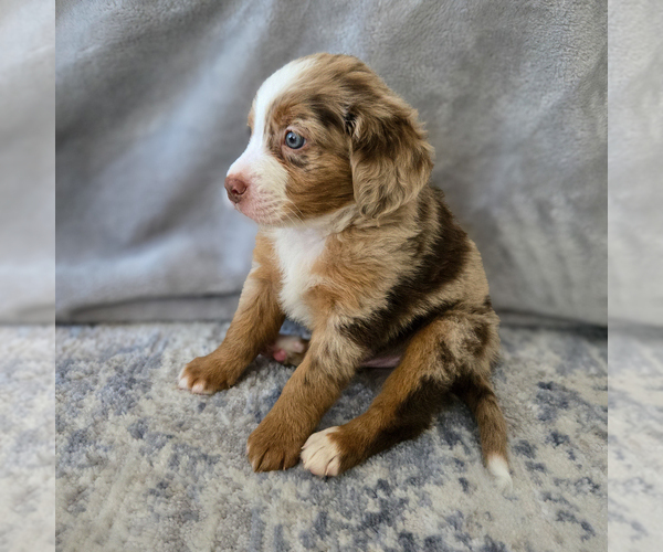 Medium Photo #11 Aussiedoodle Miniature -Miniature Bernedoodle Mix Puppy For Sale in CULPEPER, VA, USA