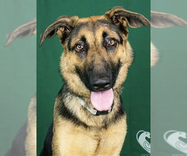 Medium Photo #1 German Shepherd Dog Puppy For Sale in Polson, MT, USA