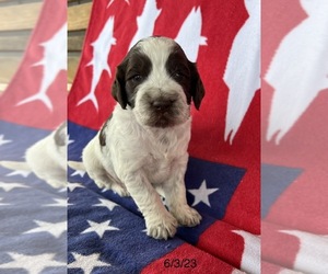 Springerdoodle Puppy for sale in HONDO, TX, USA