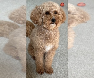 Father of the Poodle (Toy) puppies born on 06/15/2025