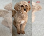 Small Photo #1 Poodle (Toy) Puppy For Sale in MARYLAND HEIGHTS, MO, USA