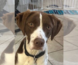 Medium Brittany Mix