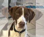 Small Brittany Mix