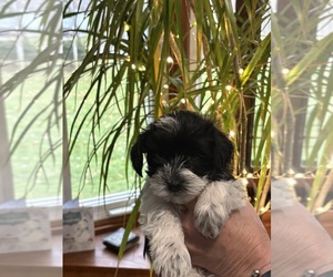 Schnauzer (Miniature) Puppy for sale in WATERFORD, MI, USA