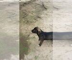 Small #5 American Pit Bull Terrier-Huskimo Mix