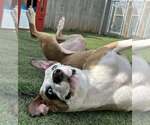 Small #8 American Staffordshire Terrier Mix