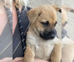 Mutt Dogs for adoption in Dana Point, CA, USA