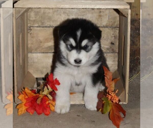 Medium Photo #1 Alaskan Malamute Puppy For Sale in CROGHAN, NY, USA