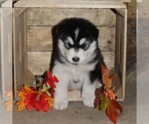 Alaskan Malamute Puppy for sale in CROGHAN, NY, USA