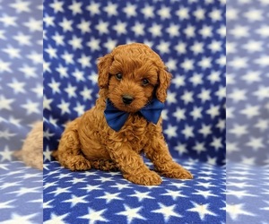 Cock-A-Poo-Poodle (Miniature) Mix Puppy for sale in PEACH BOTTOM, PA, USA
