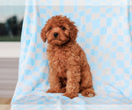Small #2 Cavalier King Charles Spaniel-Poodle (Toy) Mix