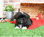 Small #5 Shih Tzu
