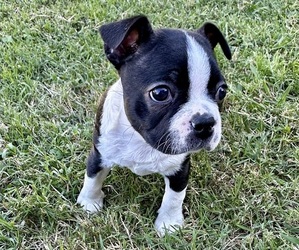 Boston Terrier Puppy for sale in GARFIELD, AR, USA