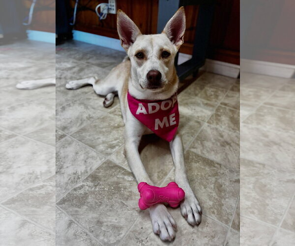 Medium Photo #1 Siberian Husky-Unknown Mix Puppy For Sale in Raleigh, NC, USA