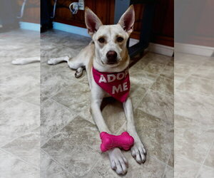 Siberian Husky-Unknown Mix Dogs for adoption in Raleigh, NC, USA
