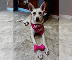Small Siberian Husky Mix