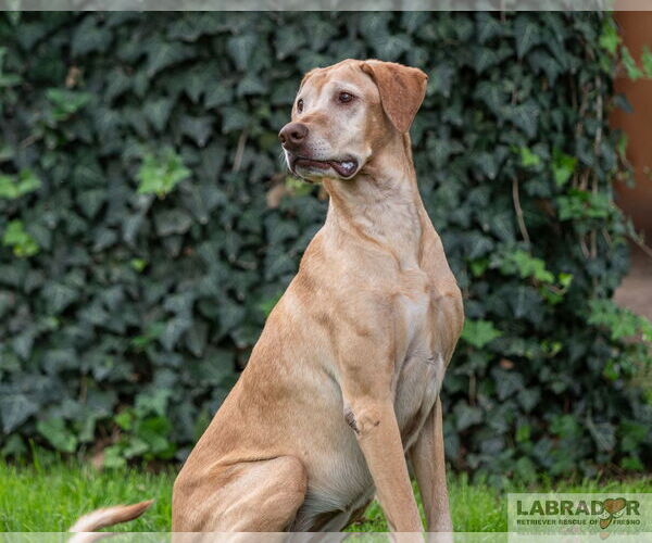 Medium Photo #2 Labralas Puppy For Sale in Clovis, CA, USA