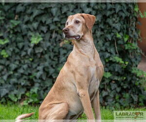 Kuia <3 - Female Labralas Dog for Adoption - Photo #2