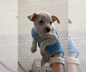Chihuahua Dogs for adoption in San Bernardino, CA, USA