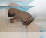 Small Photo #49 Mastiff Puppy For Sale in FULTON, NY, USA