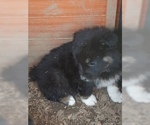 Small Photo #15 Australian Shepherd Puppy For Sale in LEWISBURG, TN, USA