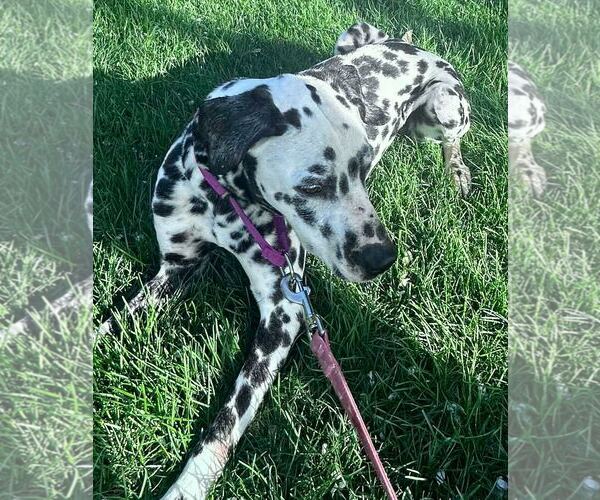 Medium Photo #4 Dalmatian Puppy For Sale in GILBERTS, IL, USA