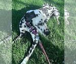 Small #3 Dalmatian