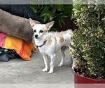Small Photo #4 Chihuahua Puppy For Sale in Dana Point, CA, USA