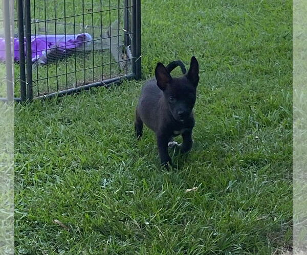 Medium Photo #8 Chiranian Puppy For Sale in Oakhurst, NJ, USA