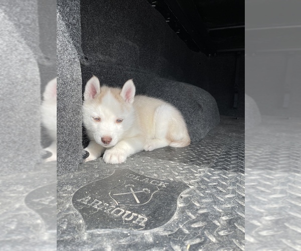 Medium Photo #4 Siberian Husky Puppy For Sale in OKAWVILLE, IL, USA