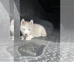 Small Photo #4 Siberian Husky Puppy For Sale in OKAWVILLE, IL, USA