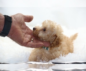 ShihPoo Puppy for sale in DYERSBURG, TN, USA