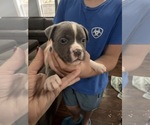 Puppy Puppy 2 American Bully-Cane Corso Mix