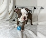 Small #3 Boston Terrier