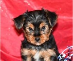 Small Photo #3 Yorkshire Terrier Puppy For Sale in ROCK VALLEY, IA, USA