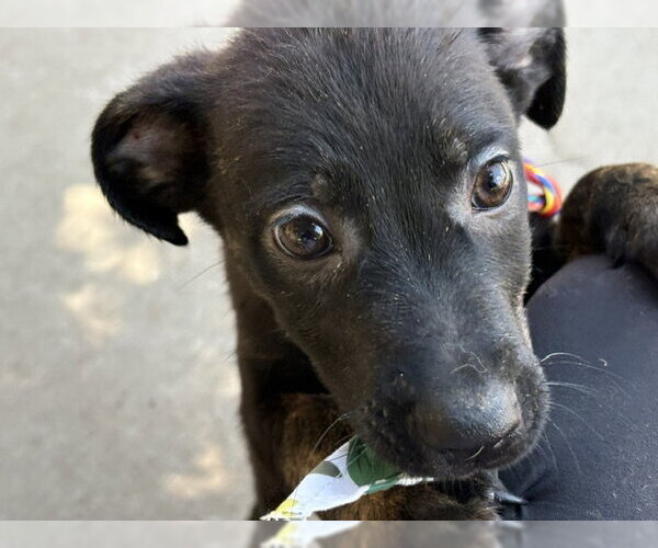 Medium Photo #2 Mutt Puppy For Sale in Tulsa, OK, USA