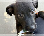 Small #1 Mutt