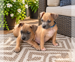 Small Photo #5 Mutt Puppy For Sale in Euless, TX, USA